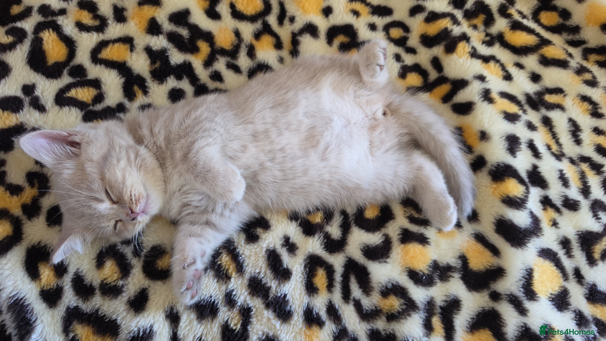 British Shorthair cats British short hair kitten - Advert 1