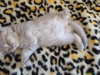 British Shorthair cats British short hair kitten - Advert 1