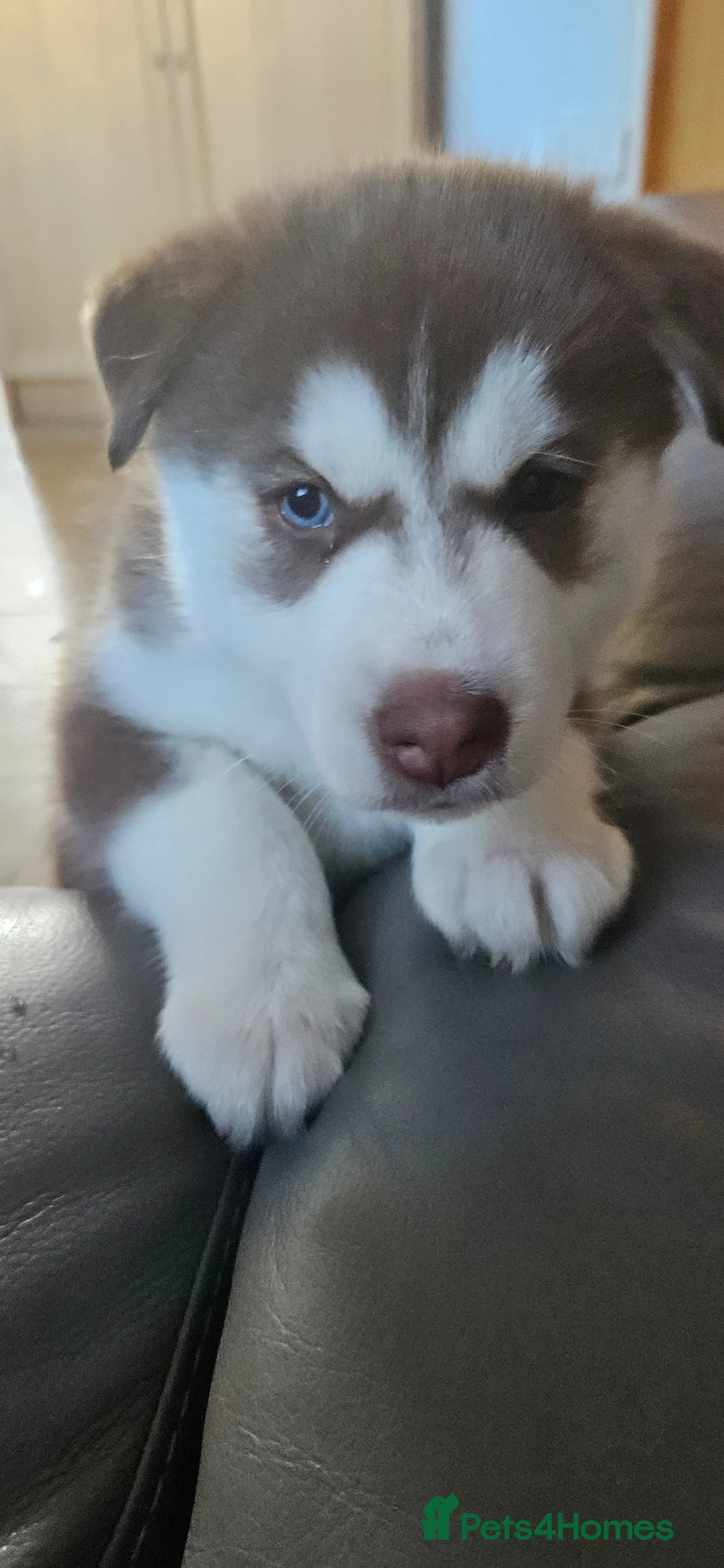 Siberian Husky dogs for sale: 2 Beautiful Husky Pups for responsible homes only - Advert 5