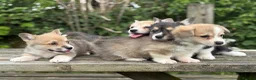 Welsh Corgi Pembroke dogs for sale: Outstanding Welsh Pembrokeshire Corgis  - Advert 13