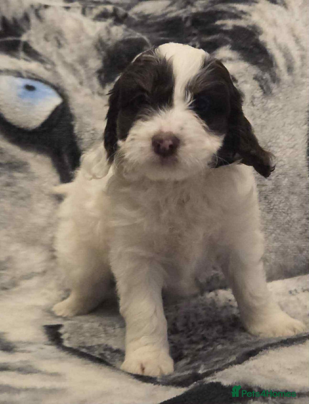 Cockapoo dogs for sale: F1 Merle cockerpoo  - Advert 17