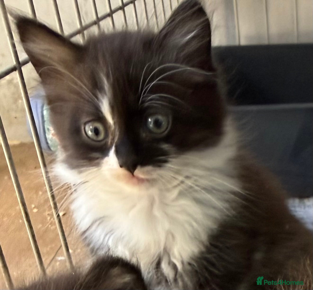 Mixed Breed cats for sale: Mainecoon cross  - Advert 7