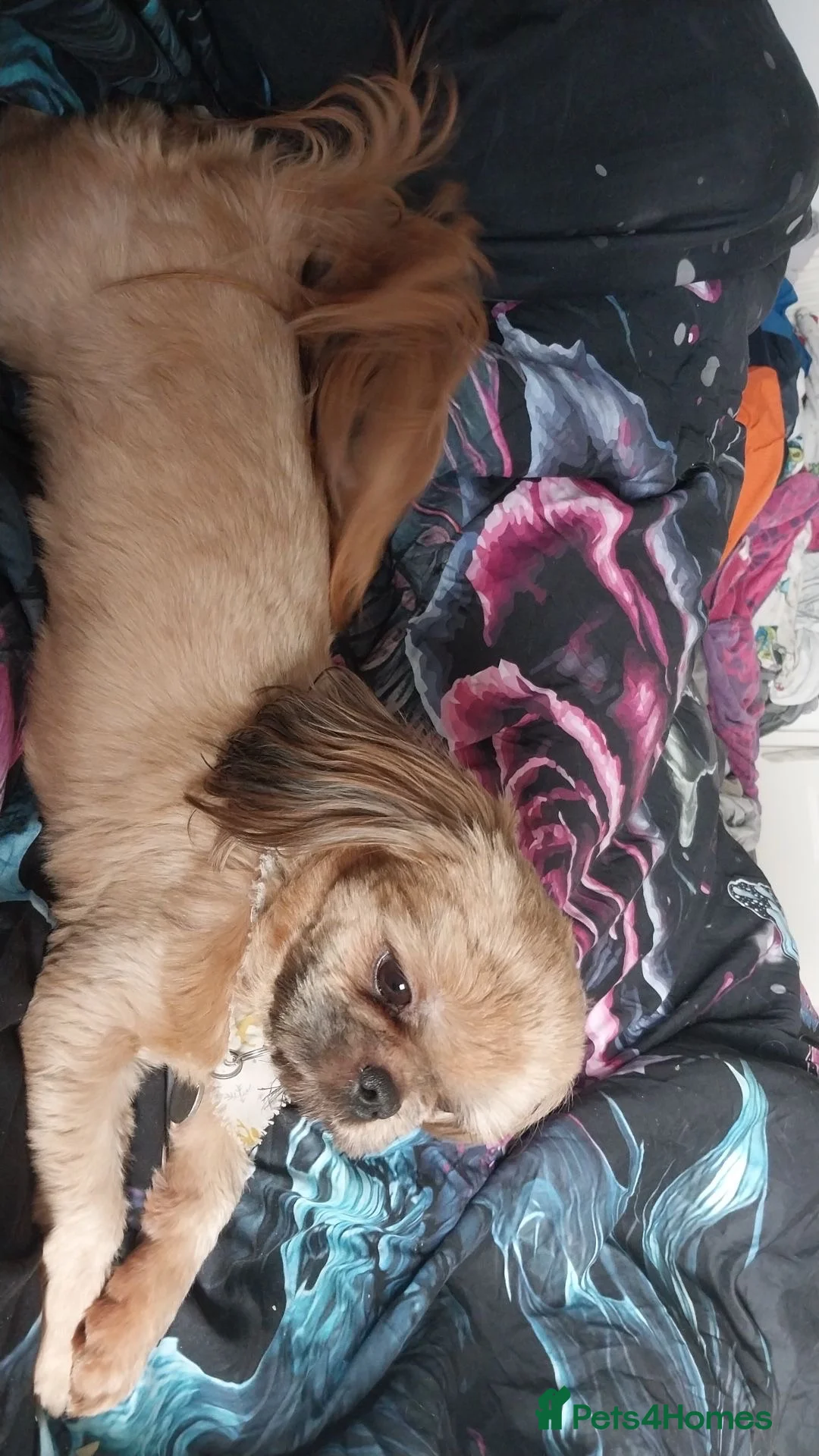 Shih Tzu dogs for sale: Fluffy Shih Zoo  - Advert 2