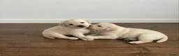 Labrador Retriever dogs for sale: Labrador Puppies  - Advert 2