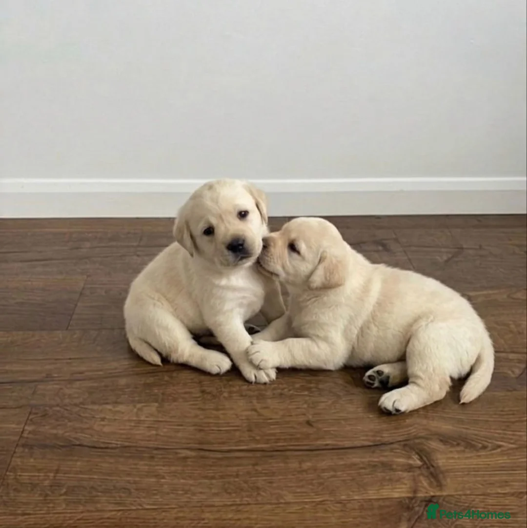 Labrador Retriever dogs for sale: Labrador Puppies  - Advert 2
