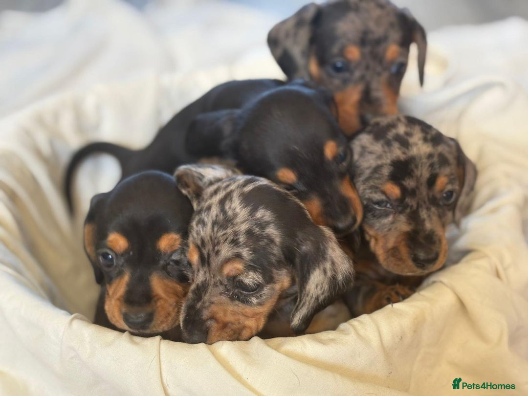 Miniature Dachshund dogs for sale: Miniature dachshunds - Image 5