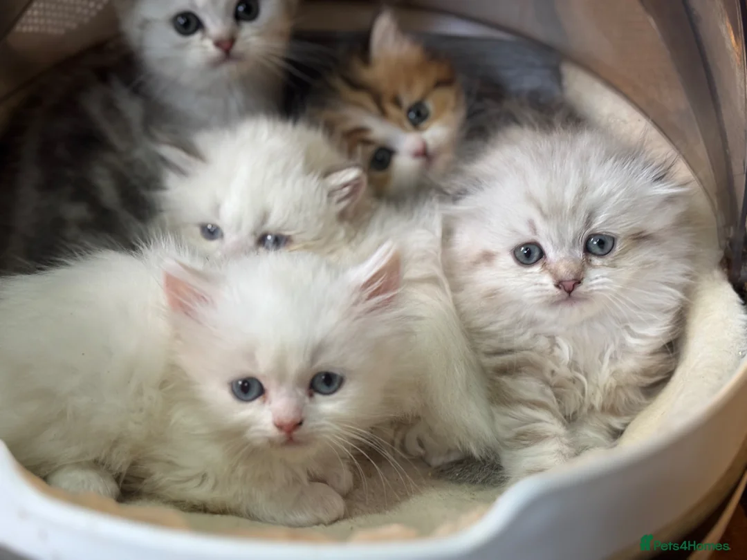 Munchkin cats for sale: TICA registered munchkin kittens  - Advert 2