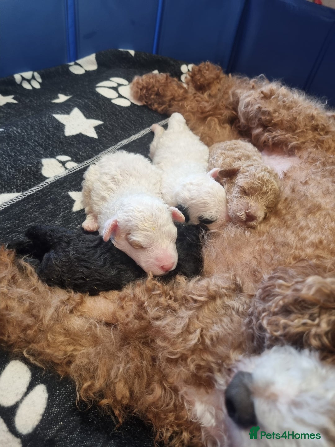 Toy Poodle dogs for sale: Toy poodle puppy - Advert 23