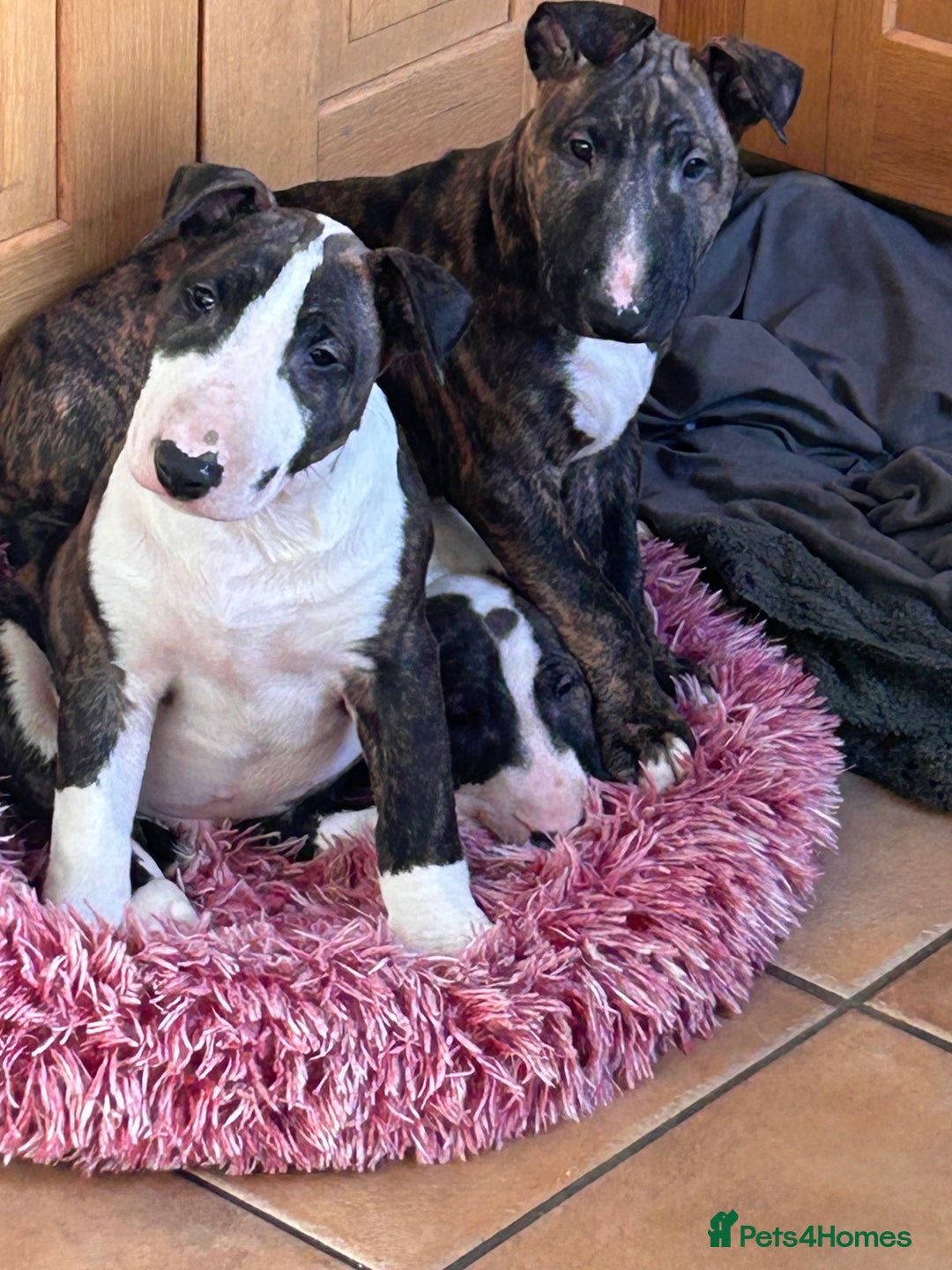 Bull Terrier dogs for sale: Lovely big boned bull terrier  - Advert 17