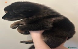 German Shepherd dogs for sale: Adorable litter of 6 puppies  - Advert 5