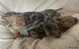 Dachshund dogs for sale: Gorgeous dachshund puppies  - Image 10