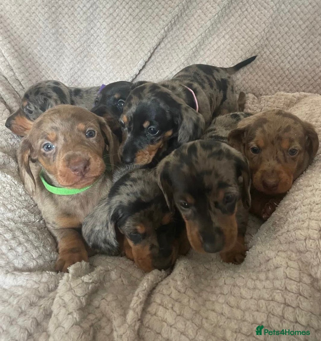 Dachshund dogs for sale: Gorgeous dachshund puppies  - Image 10