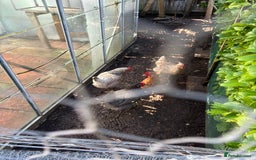 Chickens poultry for sale: Hens for sale - Advert 1