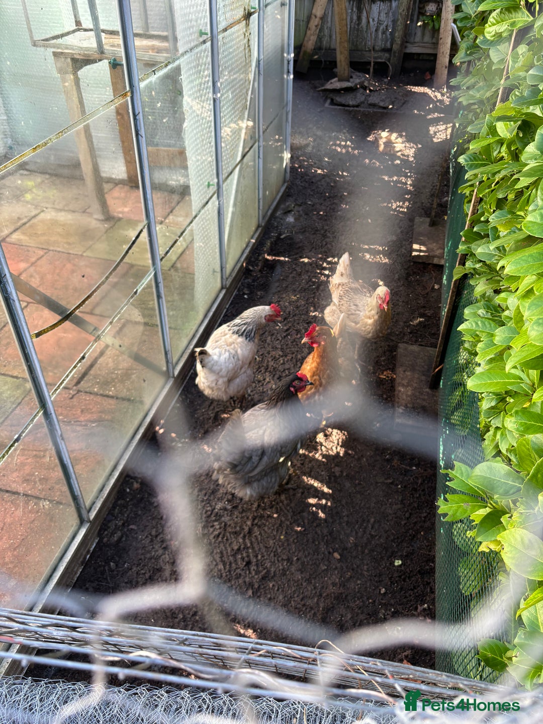 Chickens poultry for sale: Hens for sale - Advert 1