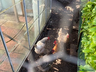 Chickens poultry Hens for sale - Advert 5