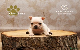 French Bulldog dogs for sale: 🐾 Beautiful French Bulldog Puppies 🐶 - Image 22