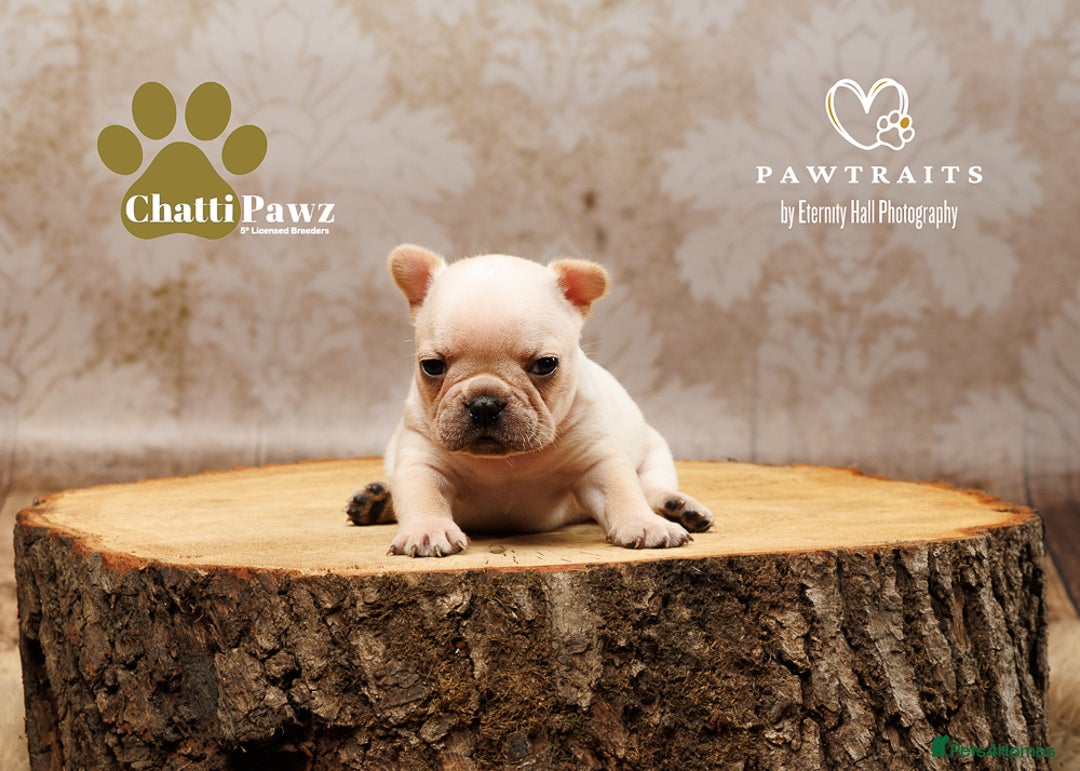 French Bulldog dogs for sale: 🐾 Beautiful French Bulldog Puppies 🐶 - Image 22