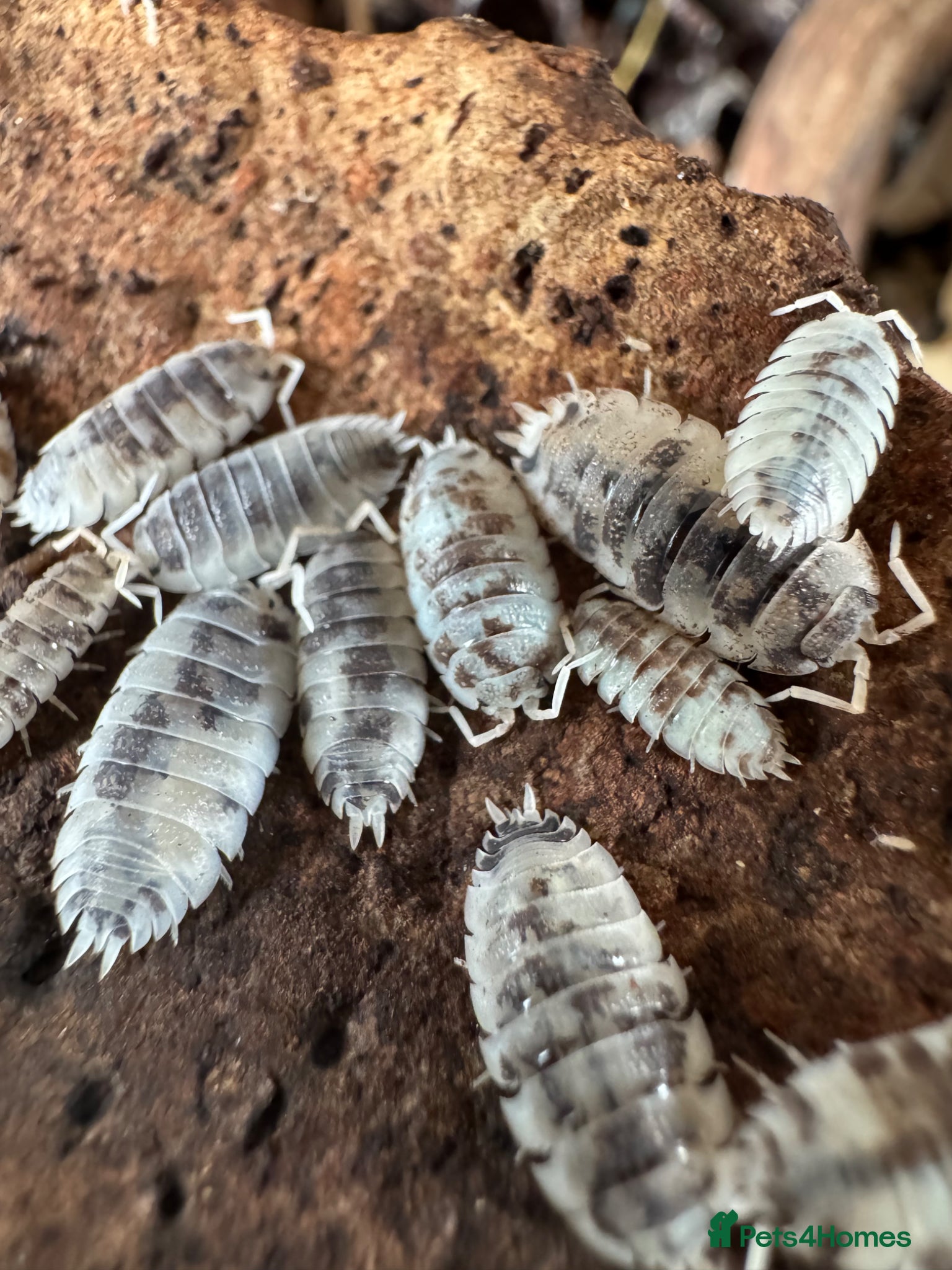 Isopods invertebrates Dairy cow isopods  - Advert 1