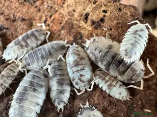 Isopods invertebrates Dairy cow isopods - Advert 1