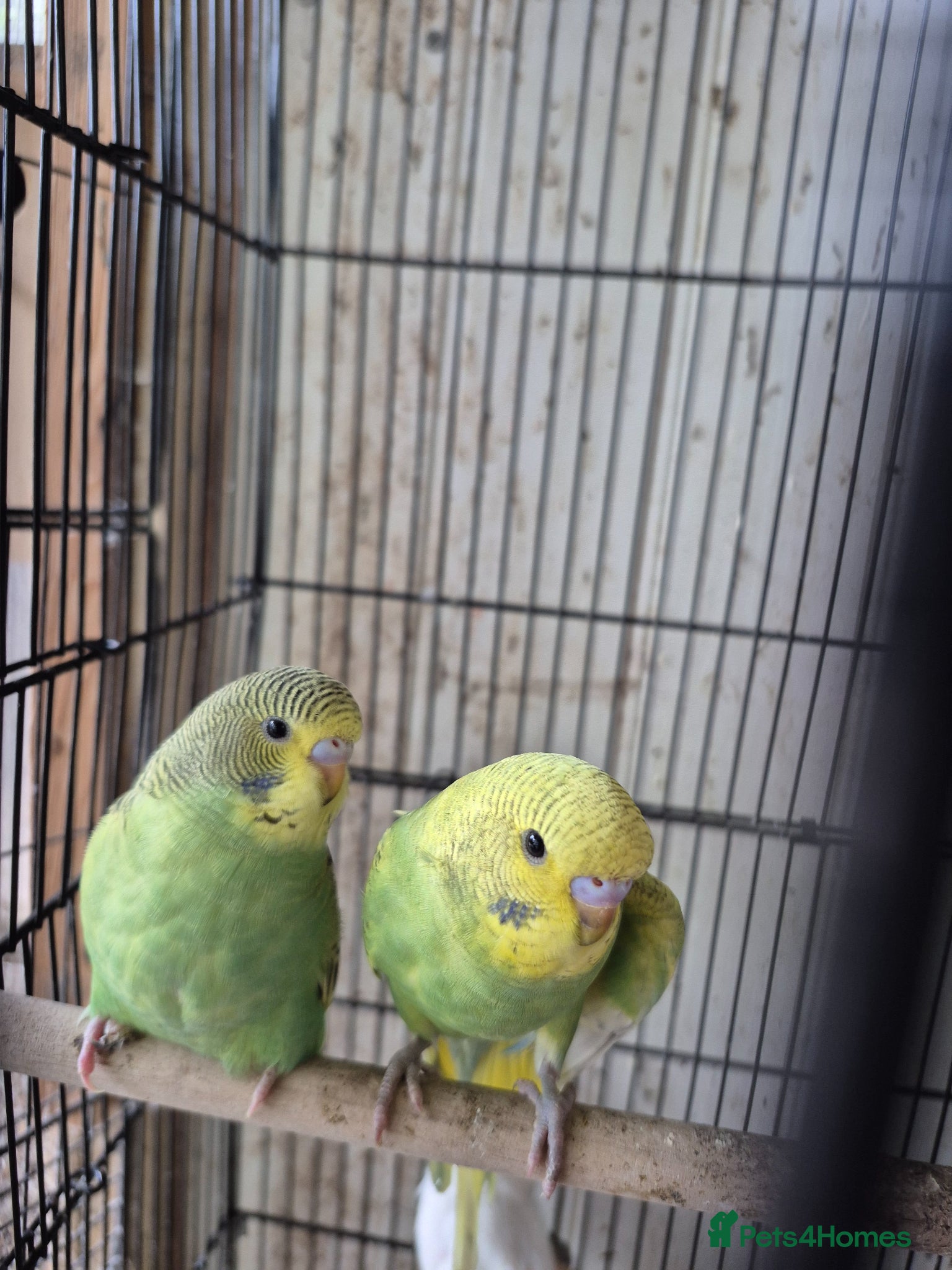 Budgerigars birds Baby budgies - Advert 14