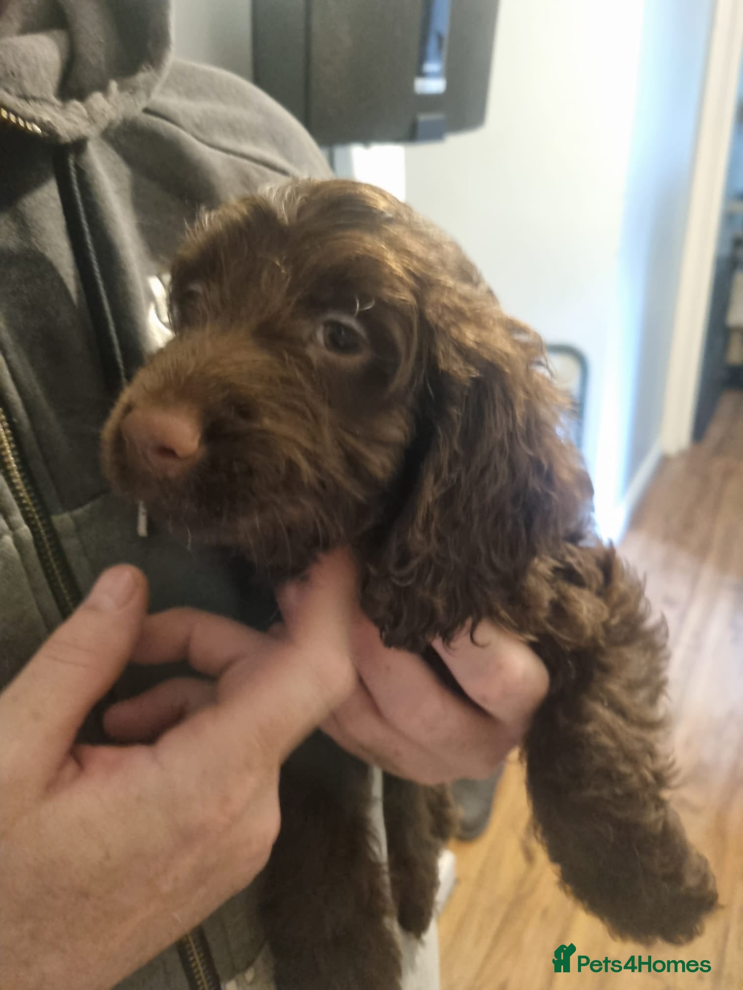 Cockapoo dogs Cockapoo Merle Puppies  - Advert 2