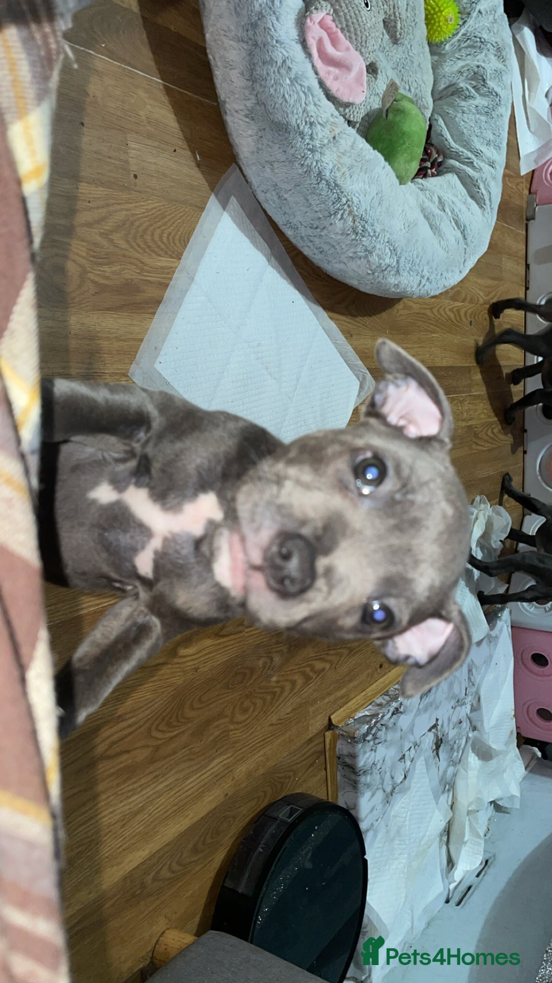 Staffordshire Bull Terrier dogs for sale: Blue Staffordshire bullterrier  - Image 6
