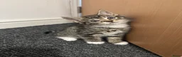 Mixed Breed cats for sale: Lovely Kitten Looking for a Loving Home - Advert 2