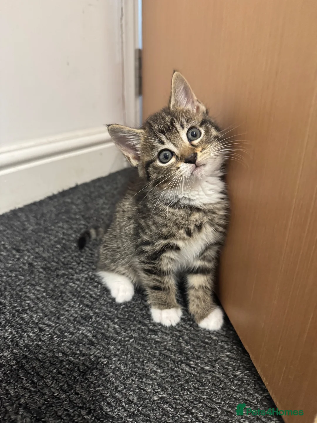 Mixed Breed cats for sale: Lovely Kitten Looking for a Loving Home - Advert 2