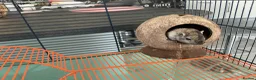 Gerbil rodents for sale: Female gerbil and cage for sale - Advert 3