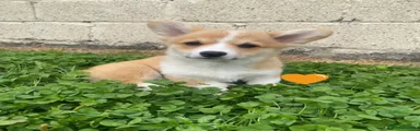 Welsh Corgi Pembroke 6