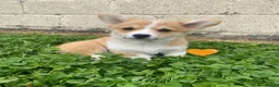 Welsh Corgi Pembroke dogs for sale: Gorgeous RKC reg corgi's DNA health tested parents - Advert 11