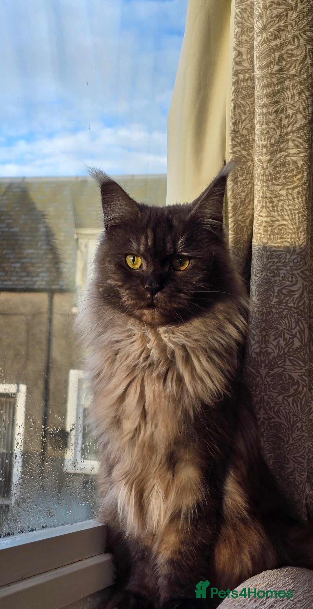 Maine Coon cats for sale: Stunning TICA registered Female Maine Coon  - Advert 1