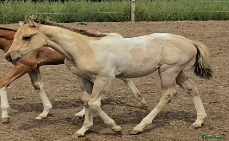 Paint horses - Advert 5