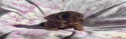 Miniature Dachshund dogs for sale: Miniature long haired dachshund  in Leeds - Advert 28