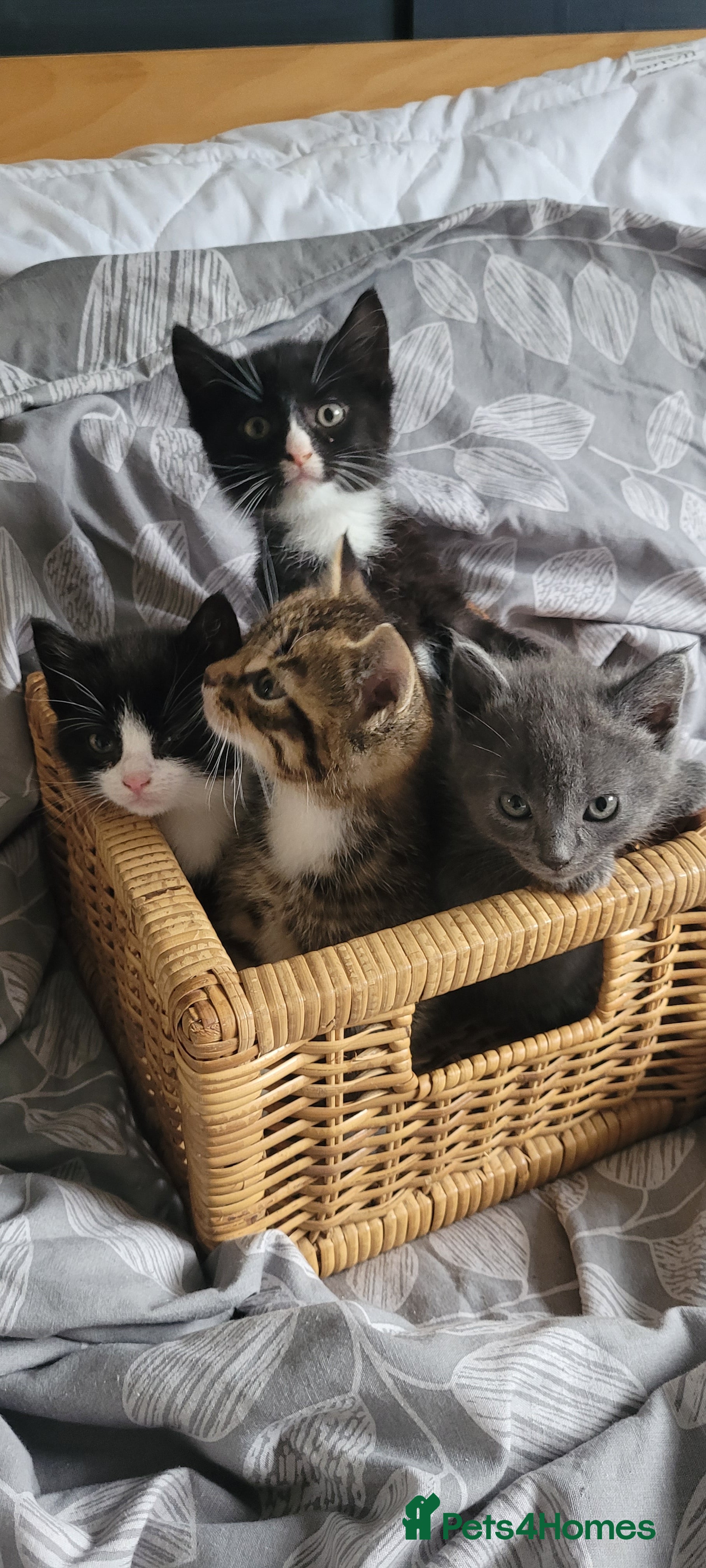 British Shorthair cats 4 adorable kittens wanting forever homes  - Advert 13