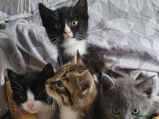 British Shorthair cats - Advert 6