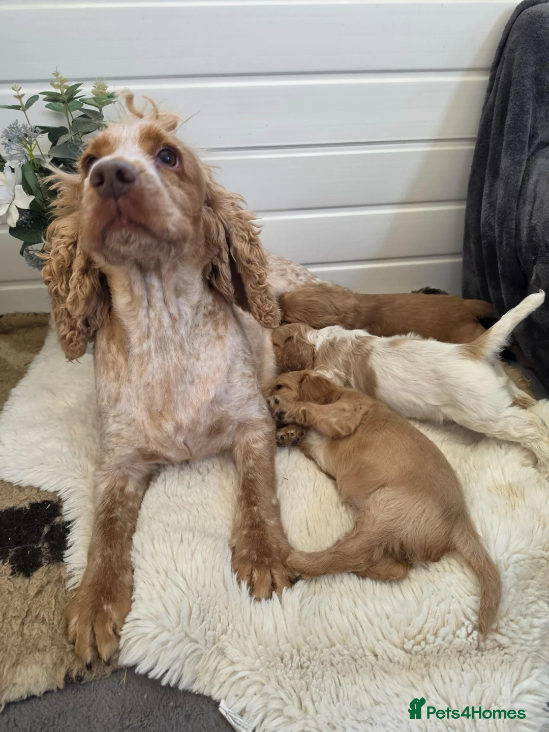 Cocker Spaniel dogs for sale: ✨️OUTSTANDING showtype health tested girl 🐶 - Advert 2