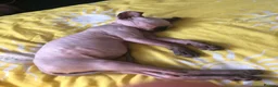 Sphynx cats for sale: Sphynx kittens - Advert 4