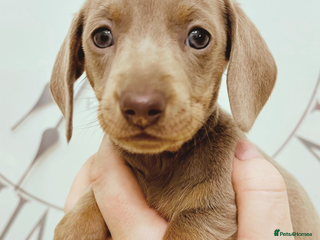 Miniature Dachshund dogs Our last kc mini dachshund girl ready 20 Dec 🐾 - Advert 9