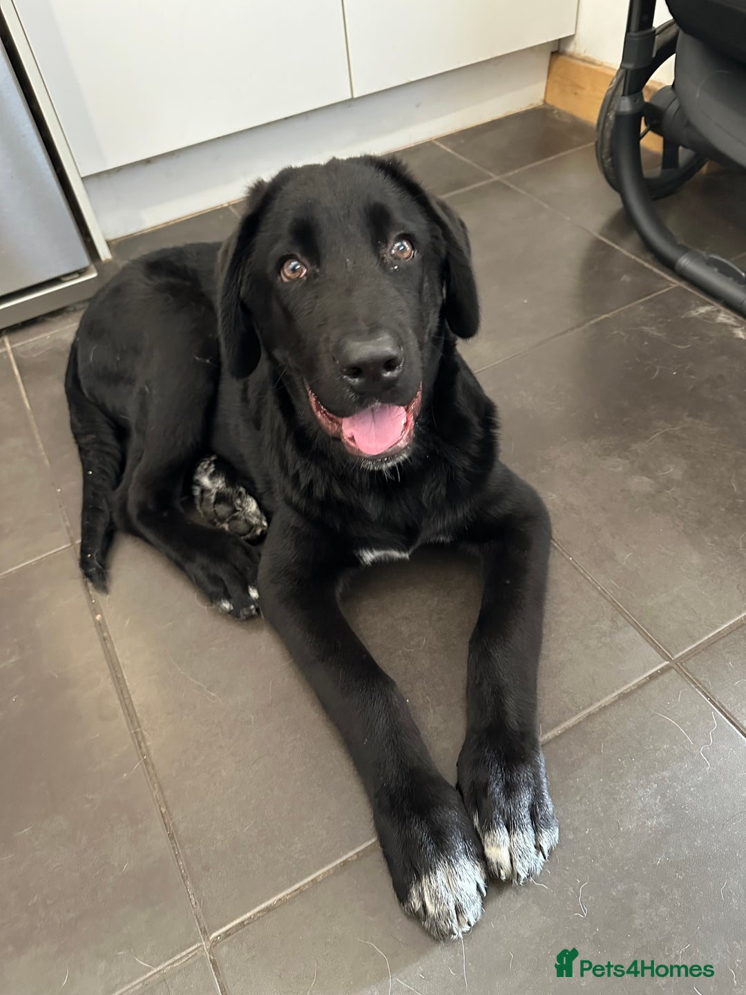 Mixed Breed dogs for sale: 3/4 Caucasian shepherd  - Image 3