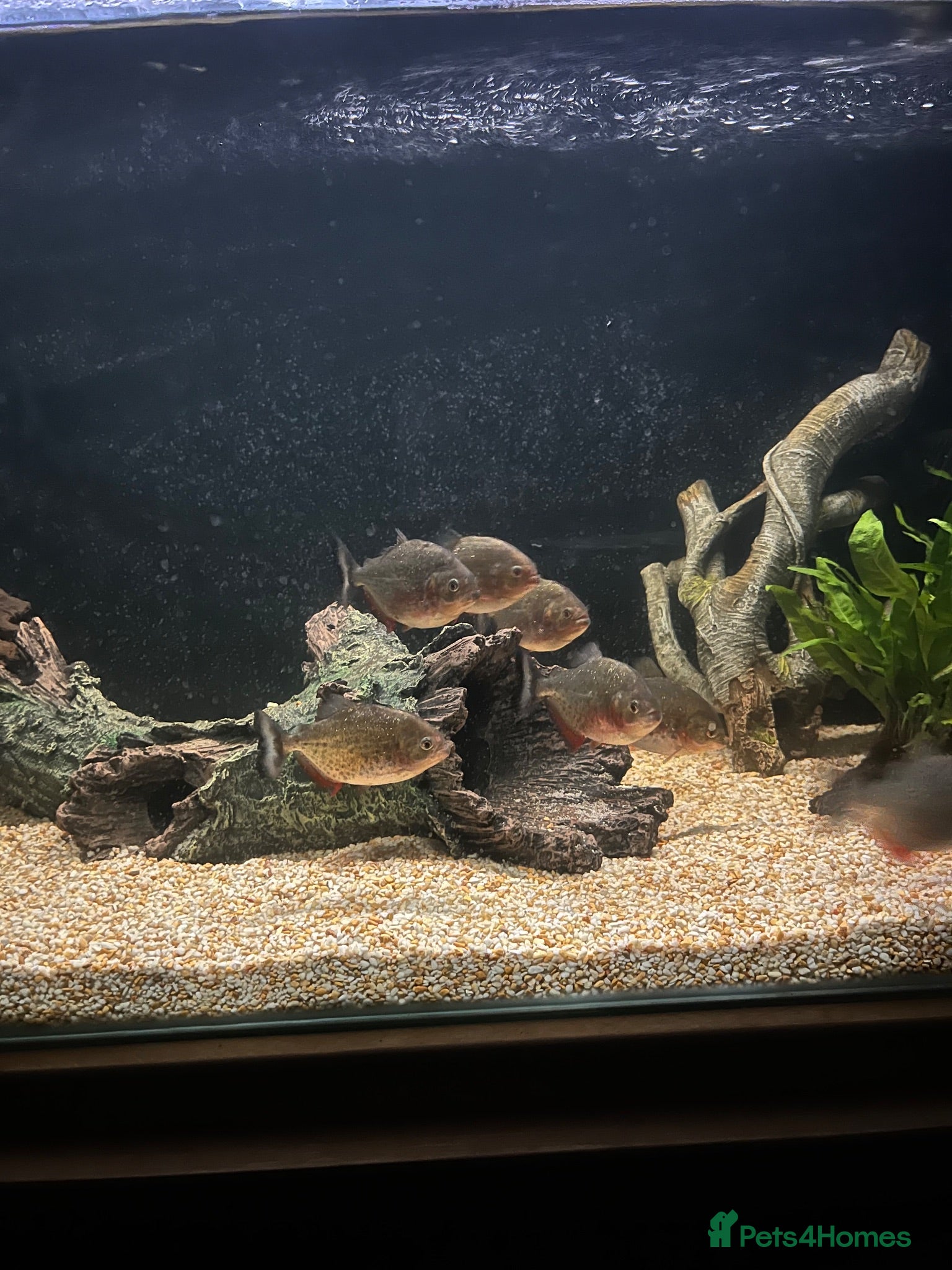Piranhas fish 8 red belly piranhas  - Advert 5