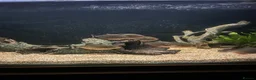 Piranhas fish for sale: 8 red belly piranhas  in Borehamwood - Advert 1