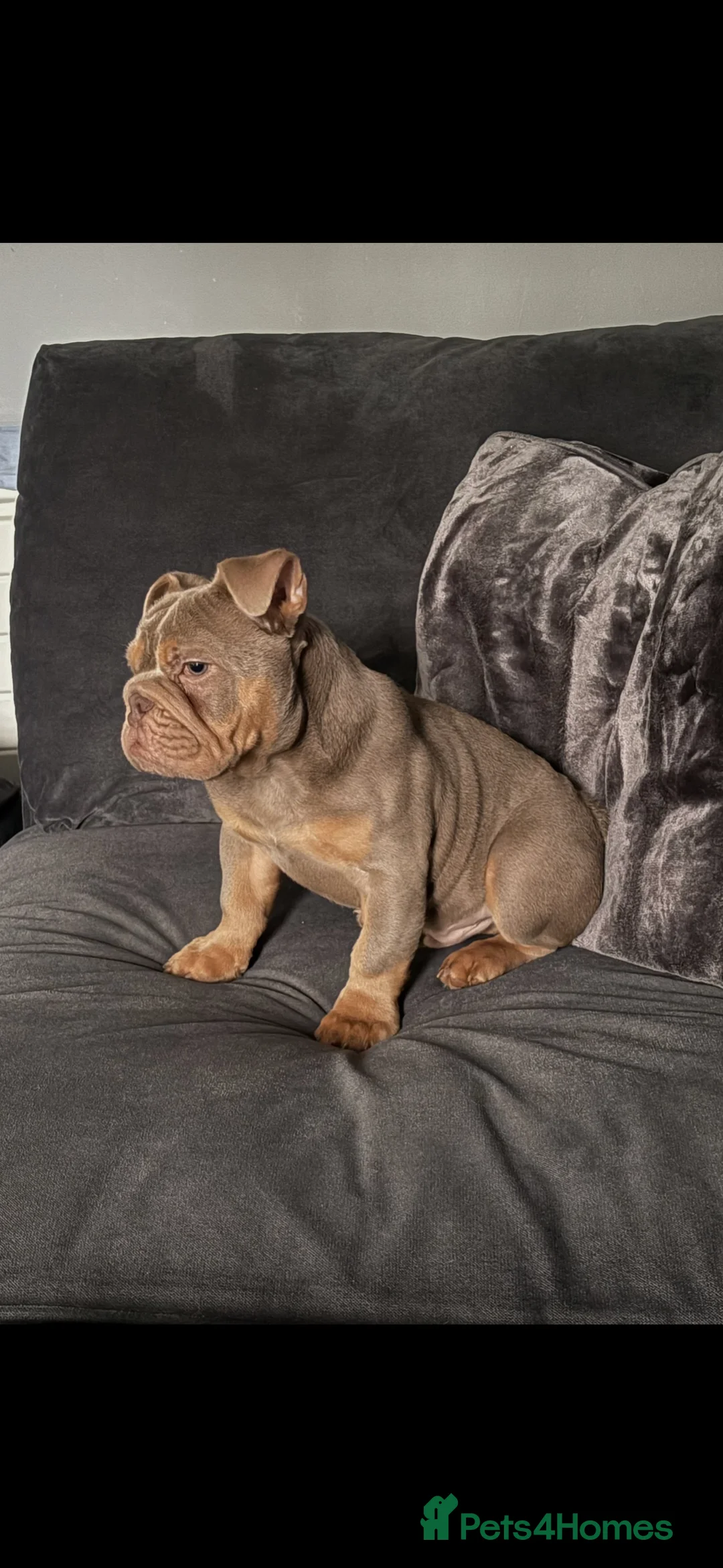 English Bulldog dogs for sale: English bulldog  - Advert 5