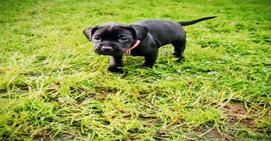 Mixed Breed dogs French bulldog x German short haired puppies - Advert 16