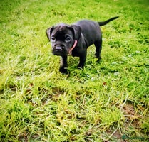 Mixed Breed dogs French bulldog x German short haired puppies - Advert 4