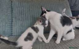 Domestic Shorthair cats for sale: 6 wonderful kittens looking for forever homes - Image 8