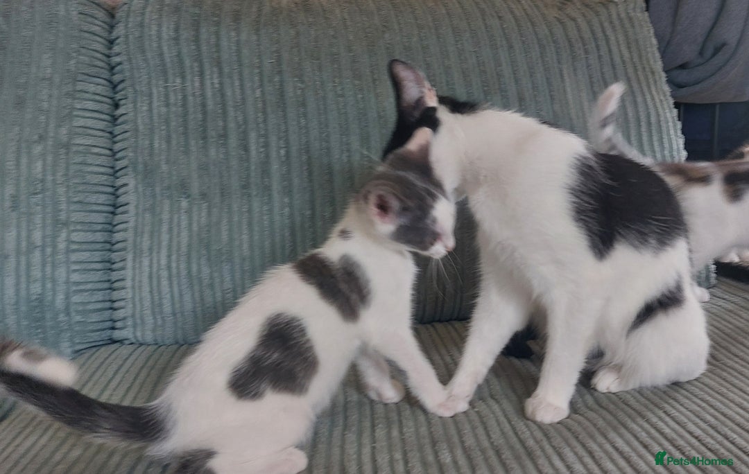 Domestic Shorthair cats for sale: 6 wonderful kittens looking for forever homes - Image 8