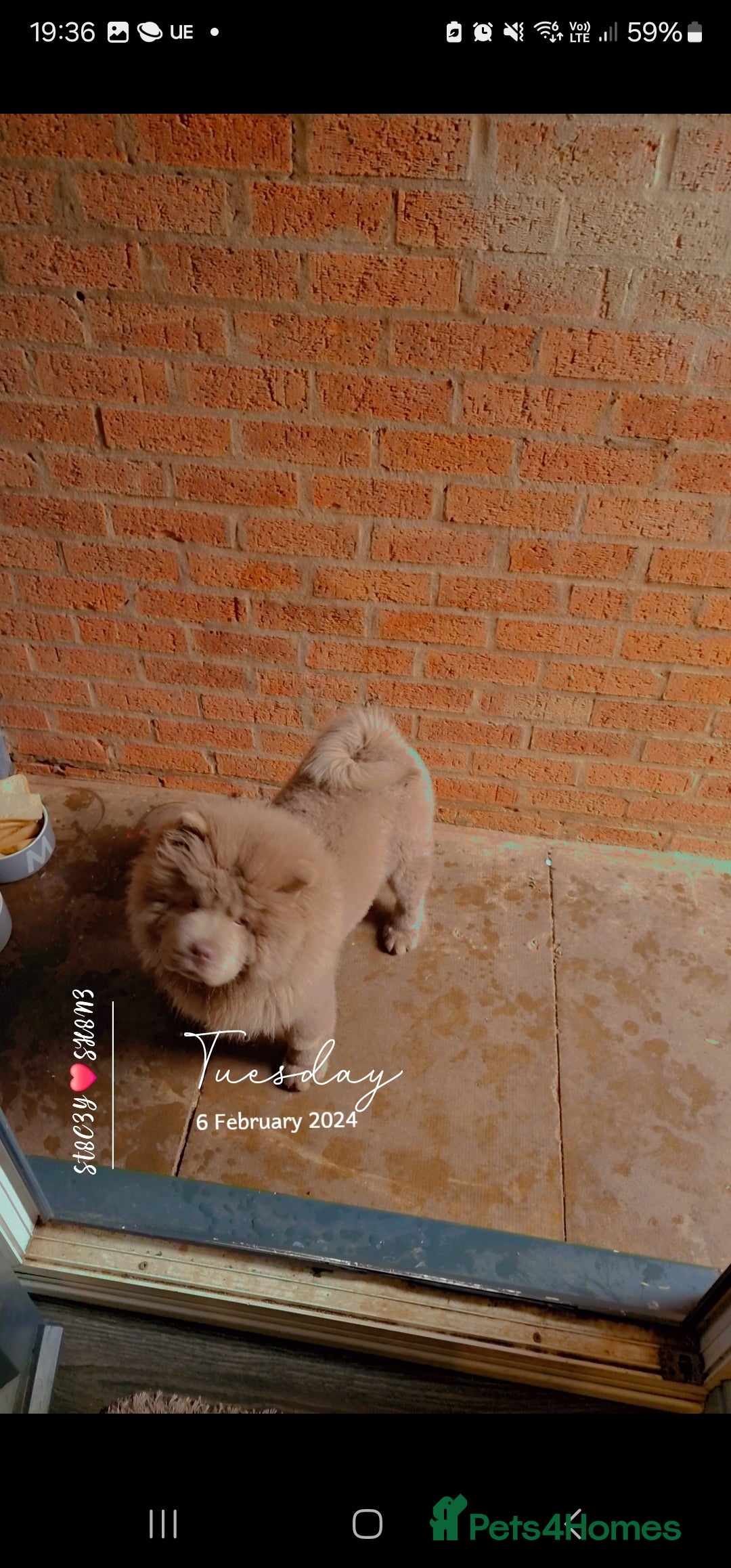 Chow Chow dogs for sale: Bear the chow chow  - Image 13