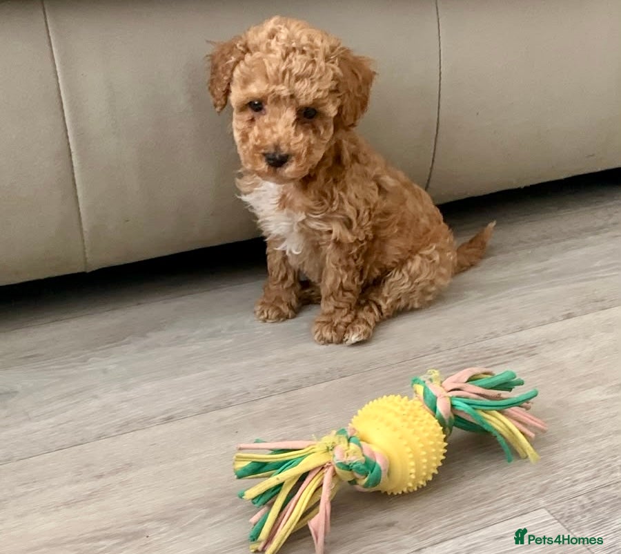 Toy Poodle dogs 🐩Outstanding Toy Poodle Puppies – Ready to view🐩 - Advert 2
