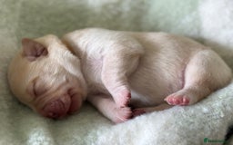 Labrador Retriever dogs for sale: Labrador pups service quality assured - Image 9